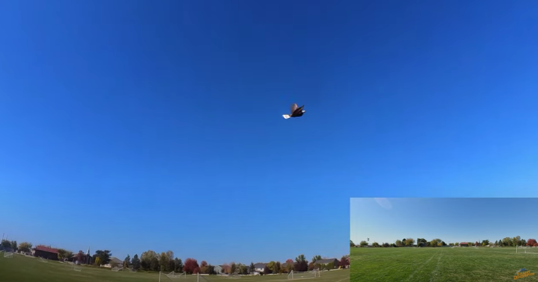 Hanvon Go Go Bird Eagle - Bionic Flapping Wing Aircraft - So Much Fun!